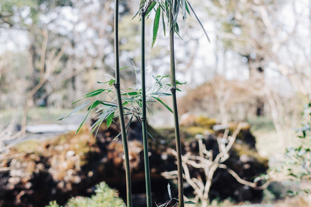 PARKER × CHUZO TOZAWA